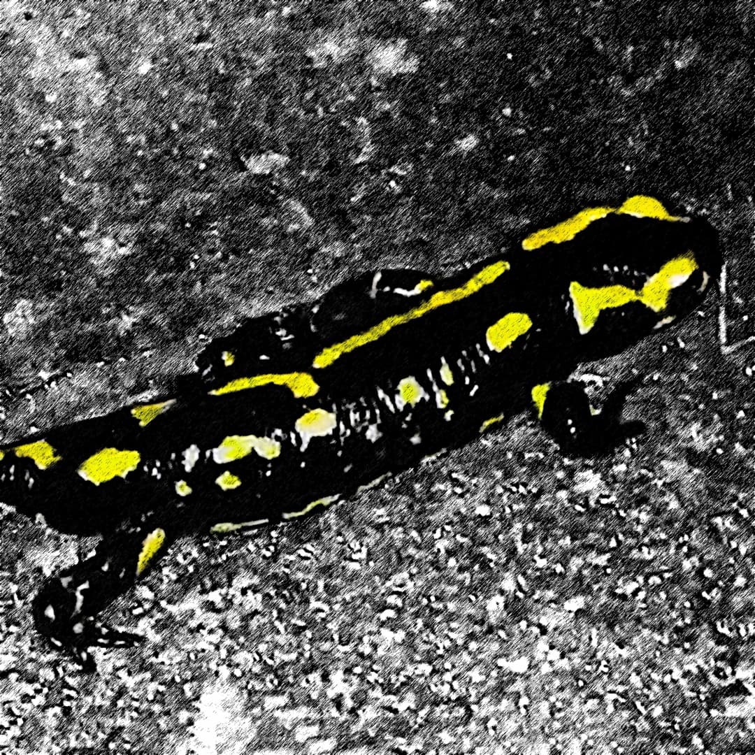 Eurico - Salamandra